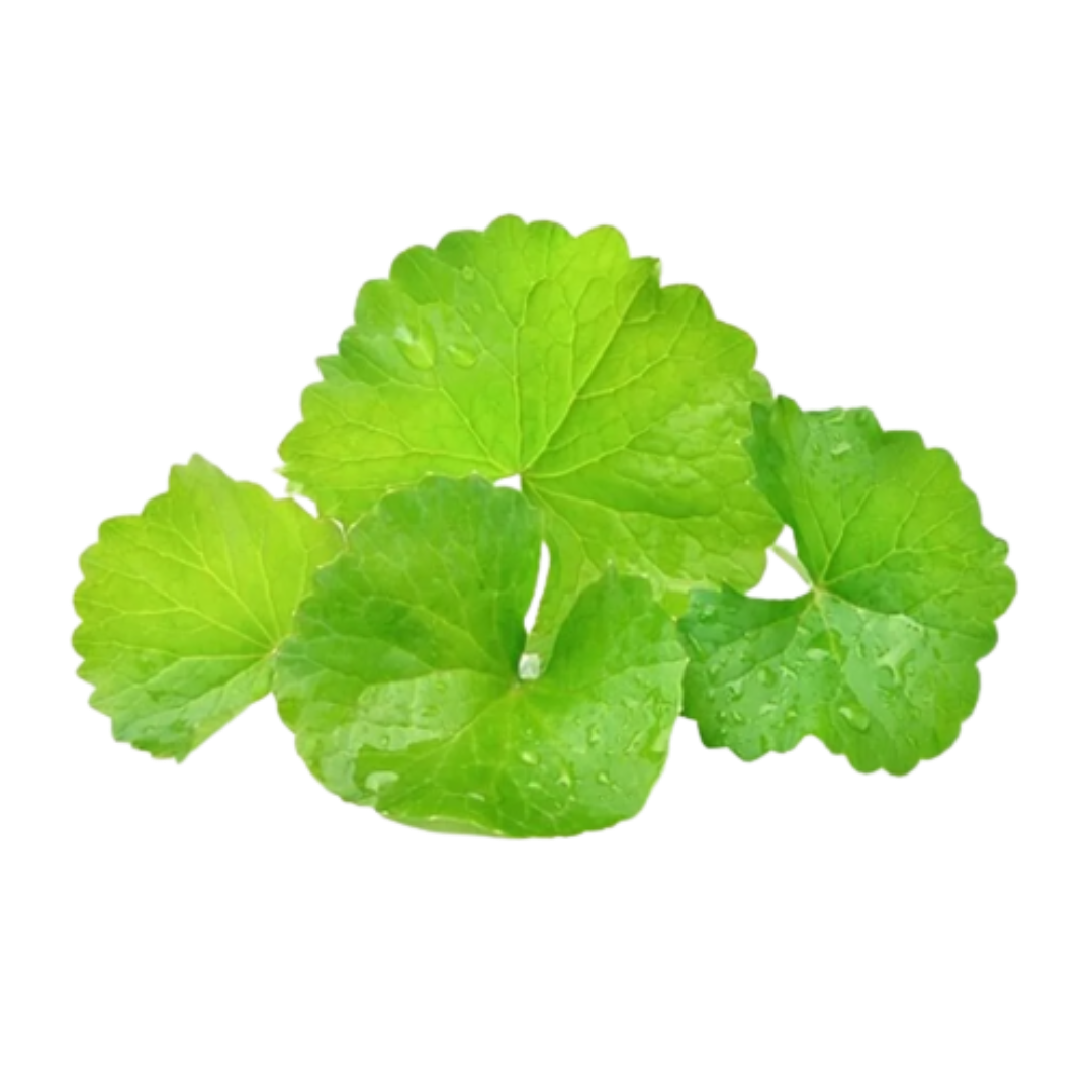 Gotu Kola Infused Carrier Oil (Cosmetic Grade)