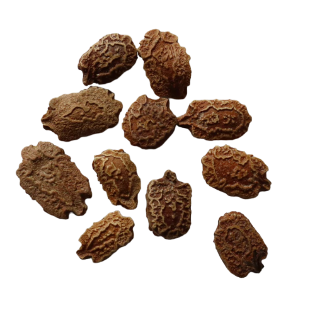 Organic, Non-Hybrid, Non-GMO, Open-Pollinated Green Bitter Gourd Seeds
