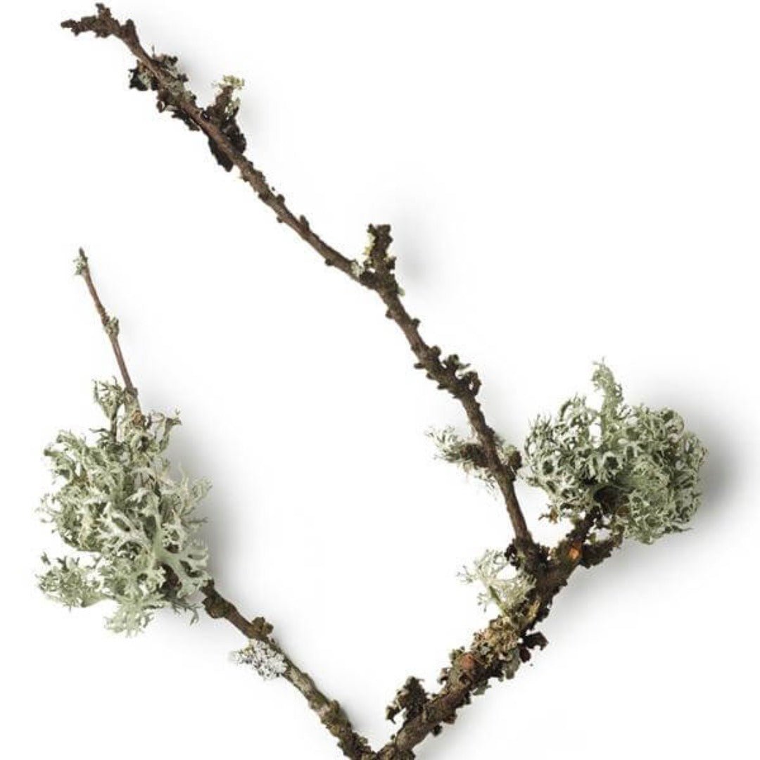 Oakmoss Absolute (Cosmetic Grade)