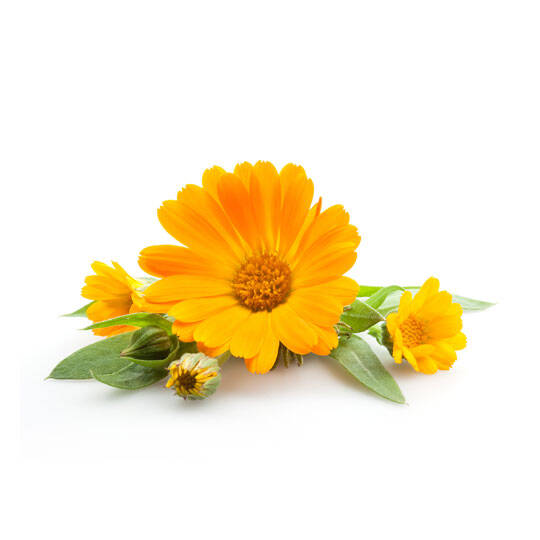 Buy Calendula hydrosol Online in India - The Art Connect