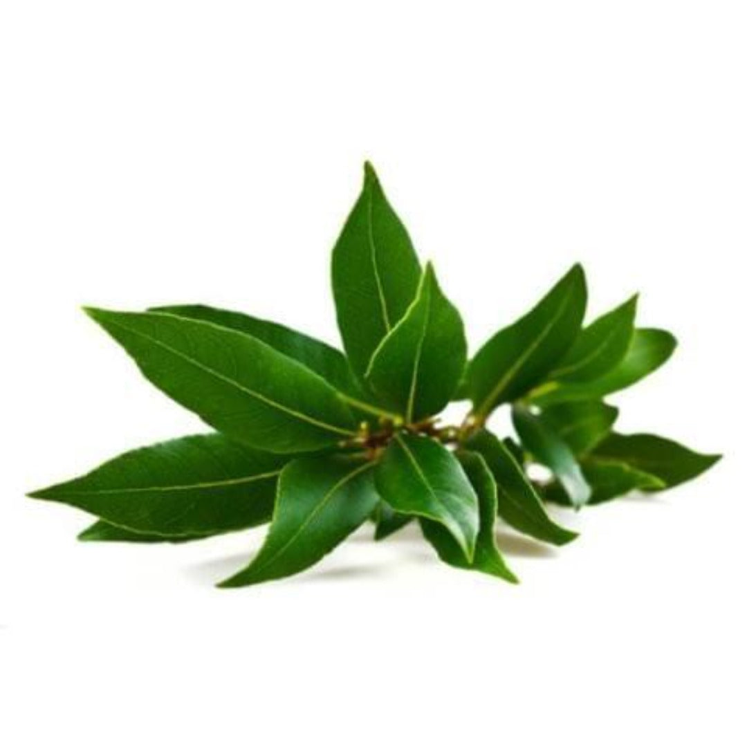 Camphor Essential Oil