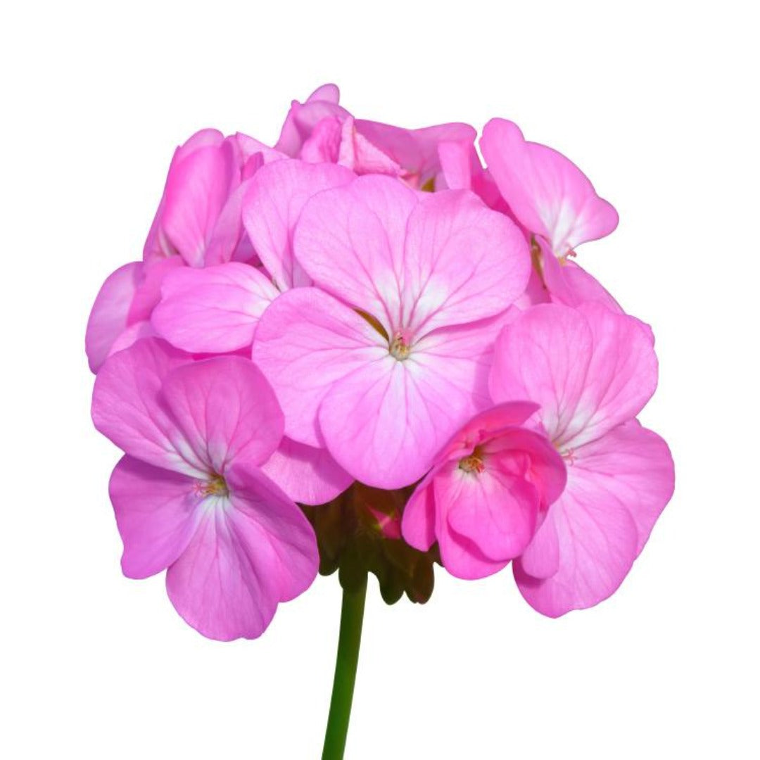 Buy Geranium Essential Oil Online in India - The Art Connect