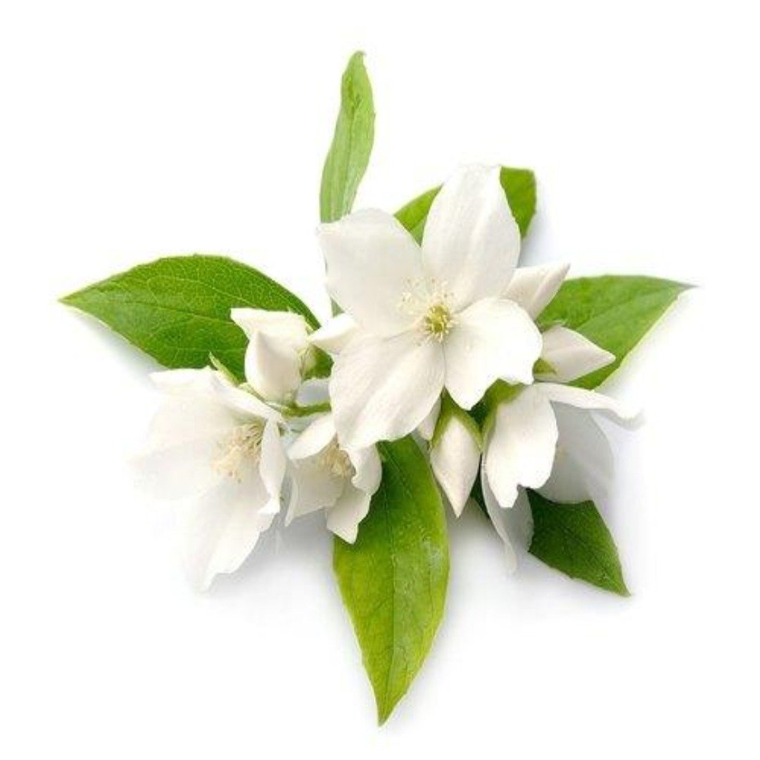 Buy Jasmine Grandi Flora Hydrosol Online in India - The Art Connect