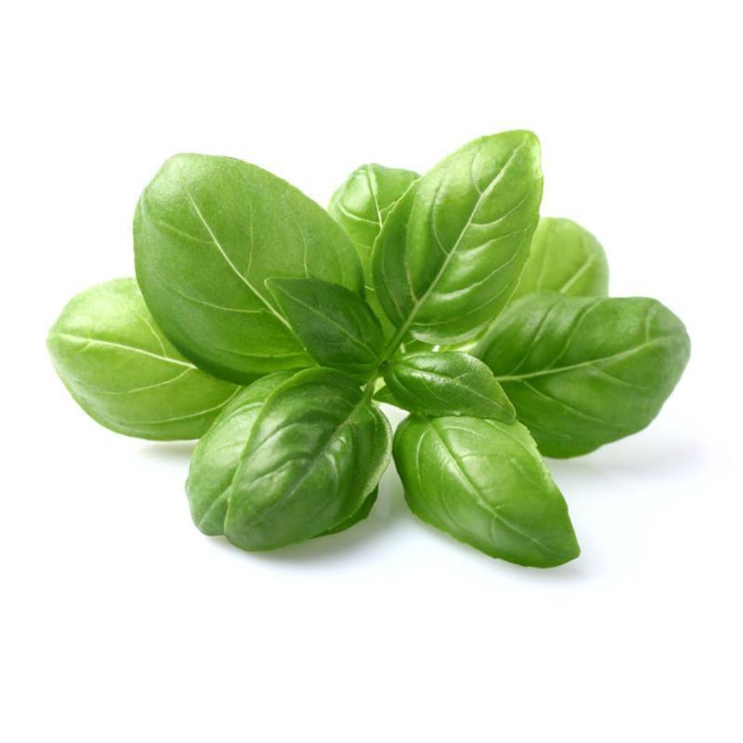 Sweet Basil Essential Oil