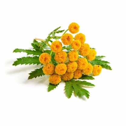 Blue Tansy Essential Oil