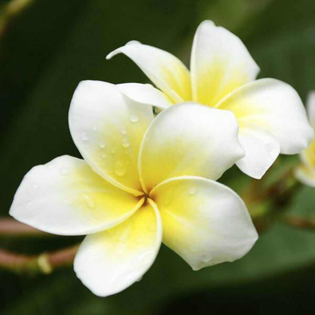 Frangipani Absolute (Cosmetic Grade)