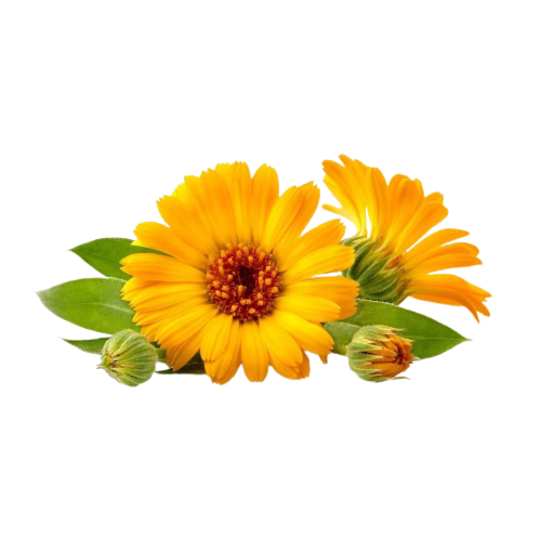 Buy Calendula Extract Online in India - The Art Connect