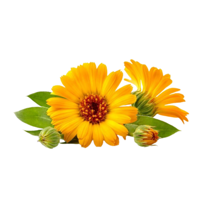 Buy Calendula Extract Online in India - The Art Connect