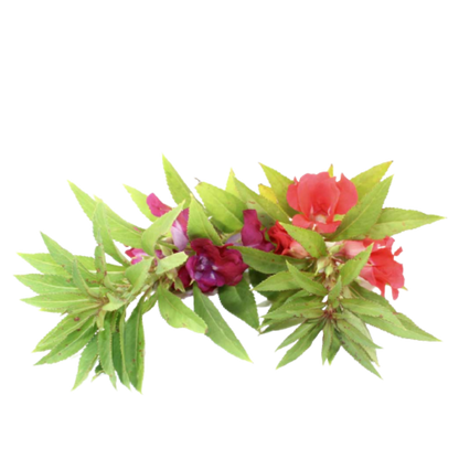 Buy Balsam Cammellia Flowered Seeds Online in India - The Art Connect