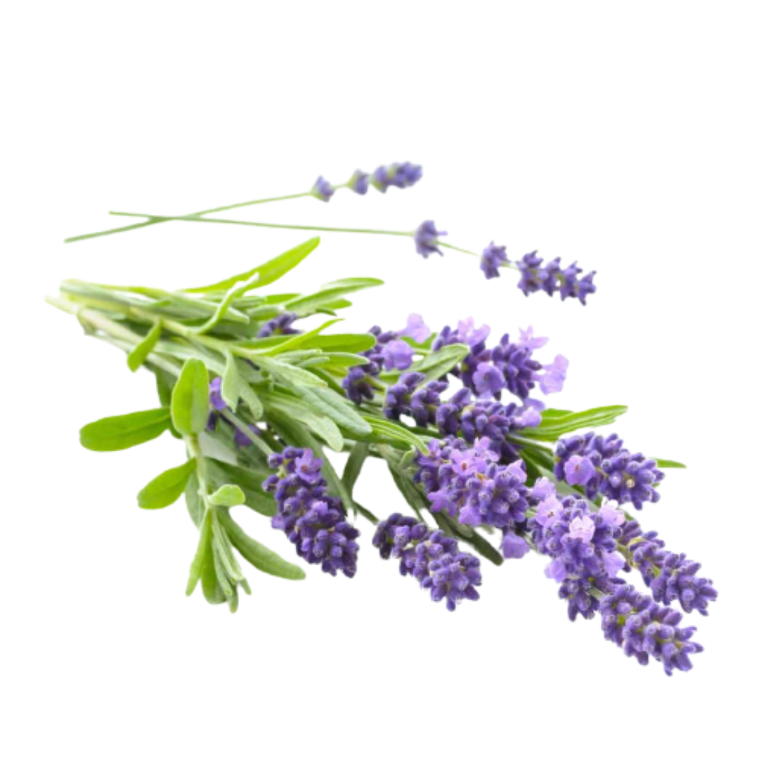 Lavender (Indian) Essential Oil