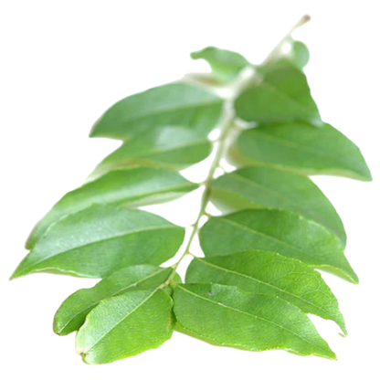 Curry Leaf Hydrosol