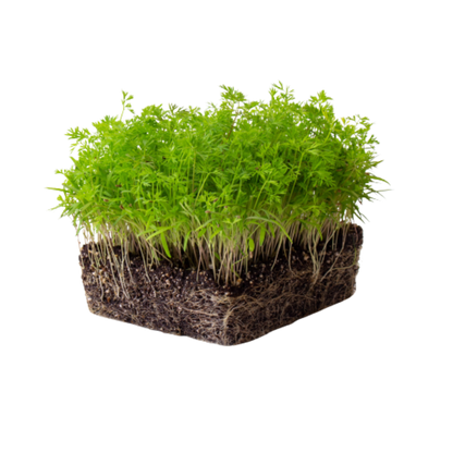 Buy Carrot Orange Microgreen Seeds (Organic, Non-Hybrid, Non-GMO, Open-Pollinated) with assured 80-95% Germination Online in India - The Art Connect