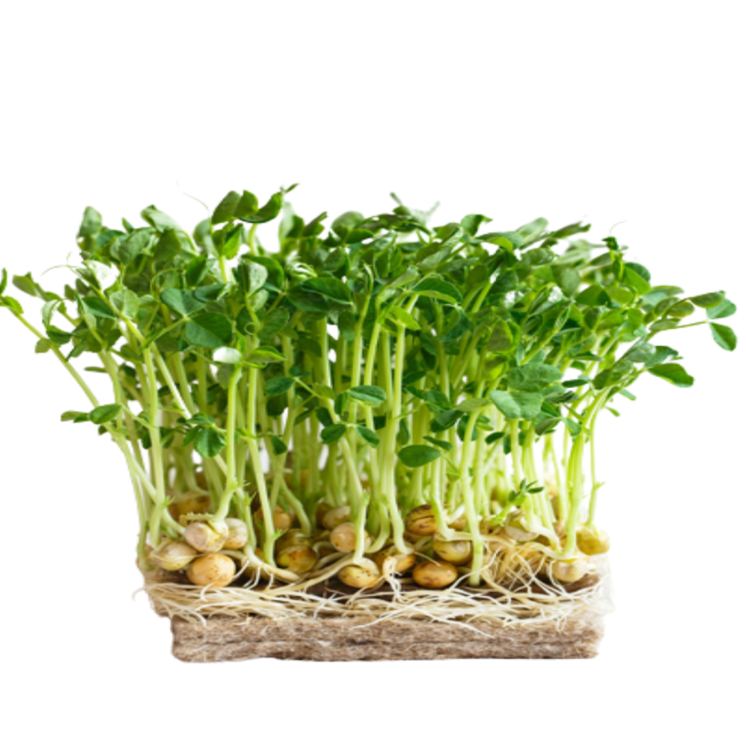 Buy Desi Chickpeas (Chana) Microgreen Seeds (Organic, Non-Hybrid, Non-GMO, Open-Pollinated) with assured 80-95% Germination Online in India - The Art Connect