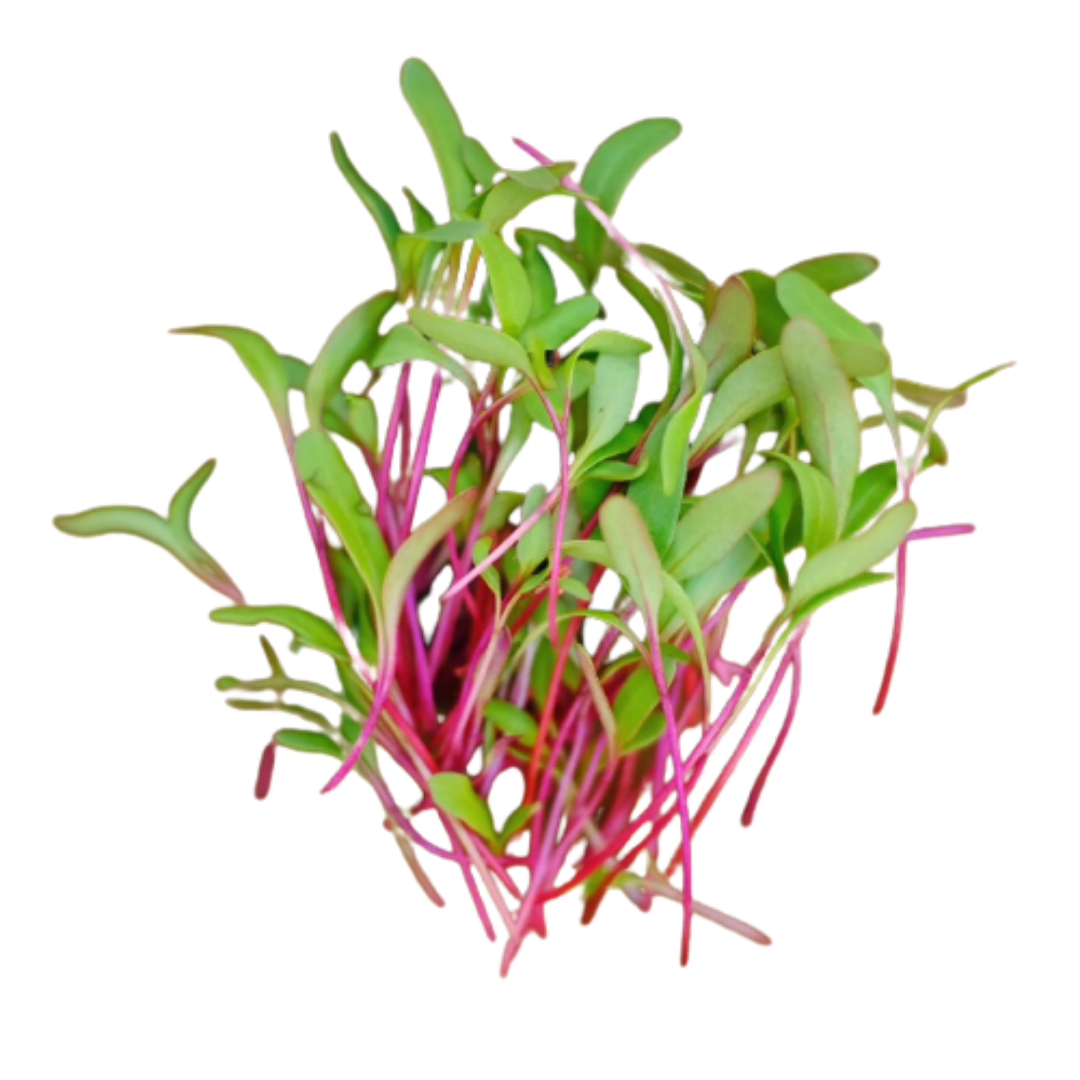 Beetroot Microgreen Seeds