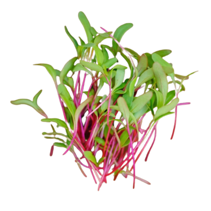 Beetroot Microgreen Seeds