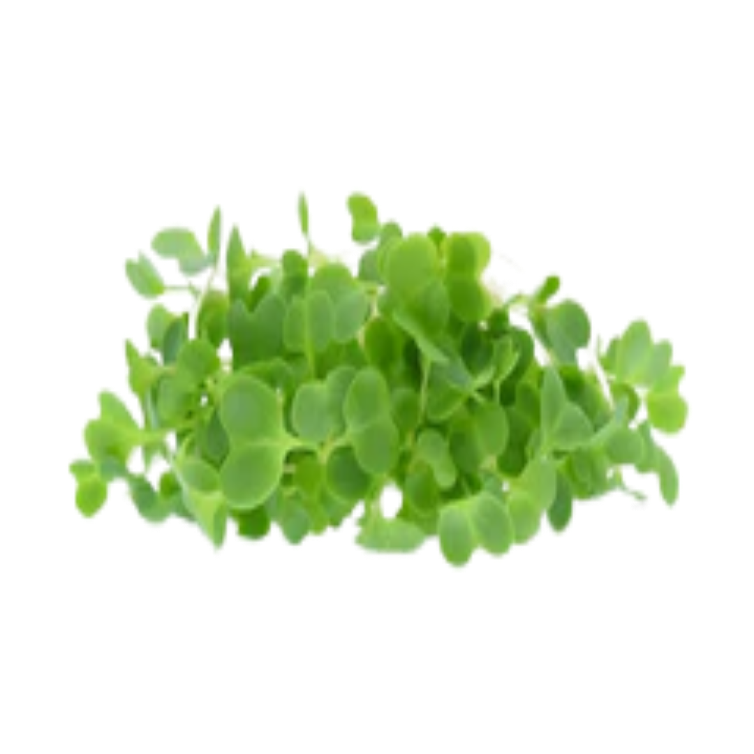 Buy Yellow Mustard Microgreen Seeds (Organic, Non-Hybrid, Non-GMO, Open-Pollinated) with assured 80-95% Germination Online in India - The Art Connect