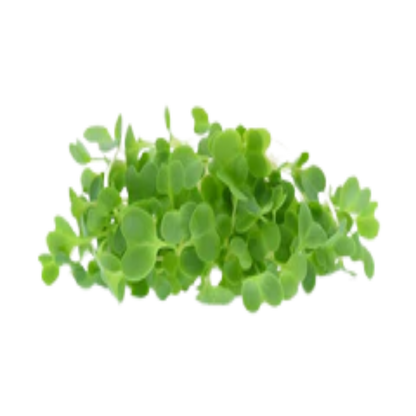 Buy Yellow Mustard Microgreen Seeds (Organic, Non-Hybrid, Non-GMO, Open-Pollinated) with assured 80-95% Germination Online in India - The Art Connect