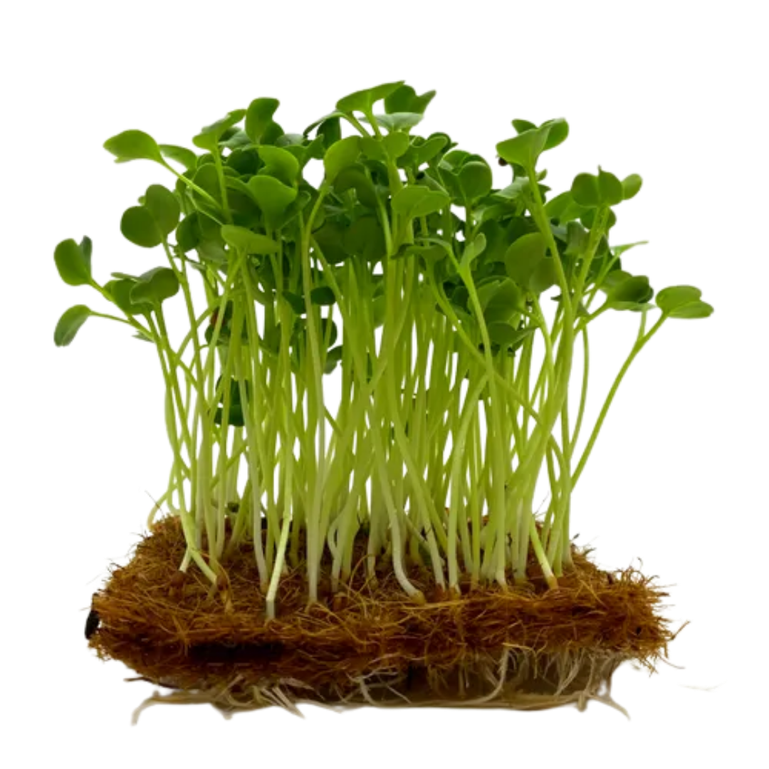 Buy Radish Microgreen Seeds (Organic, Non-Hybrid, Non-GMO, Open-Pollinated) with assured 80-95% Germination Online in India - The Art Connect