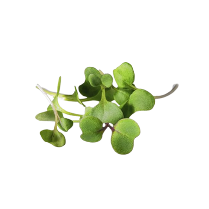 Buy Turnip Microgreen Seeds (Organic, Non-Hybrid, Non-GMO, Open-Pollinated) with assured 80-95% Germination Online in India - The Art Connect