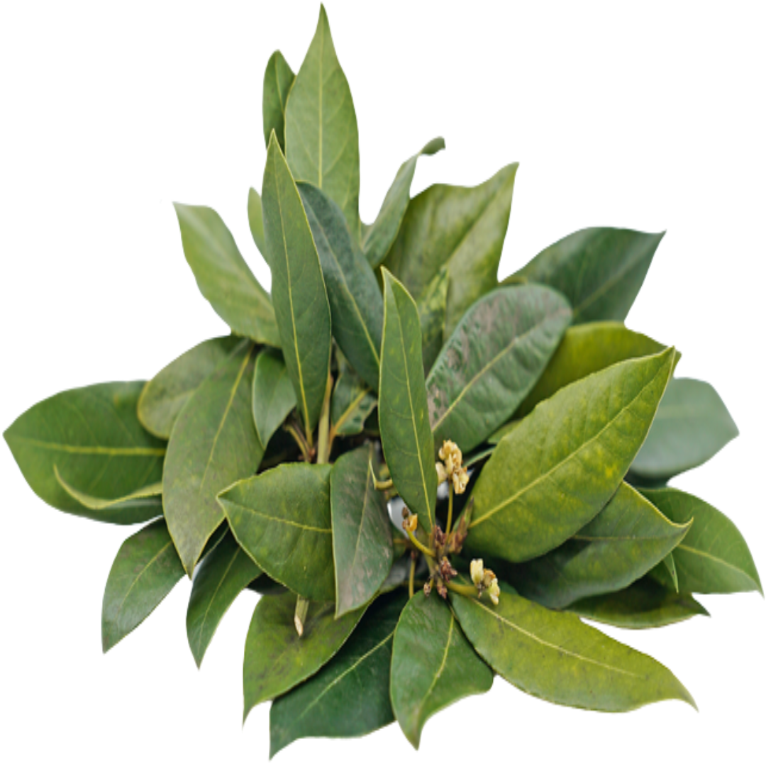 Tobacco and Bay Leaf (Paan) Fragrance Oil