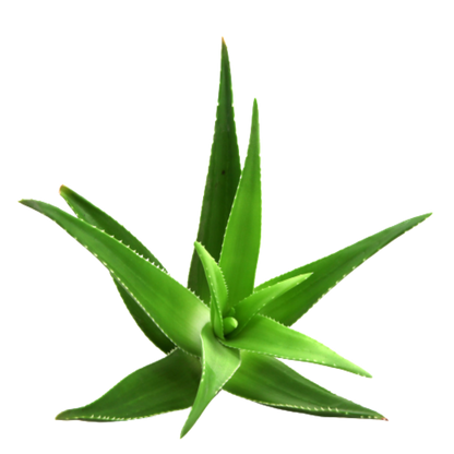 Aloevera Infused Carrier Oil (Cosmetic Grade)