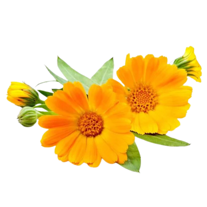 Calendula Infused Carrier Oil (Cosmetic Grade)