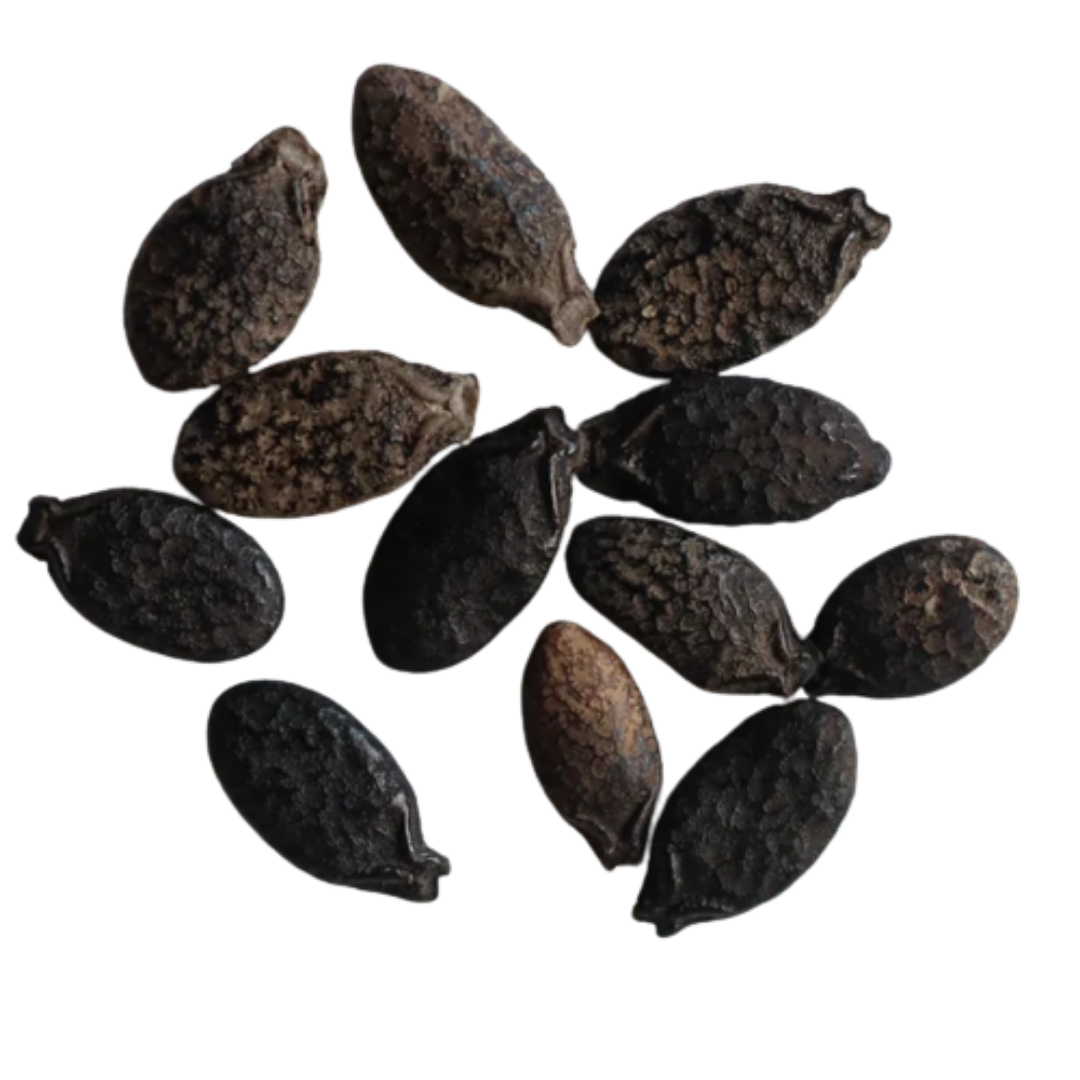 Organic, Non-Hybrid, Non-GMO, Open-Pollinated Ridge Gourd Seeds