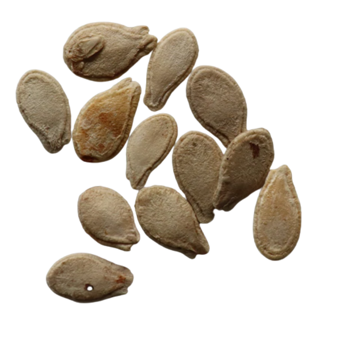 Organic, Non-Hybrid, Non-GMO, Open-Pollinated Ash Gourd Seeds