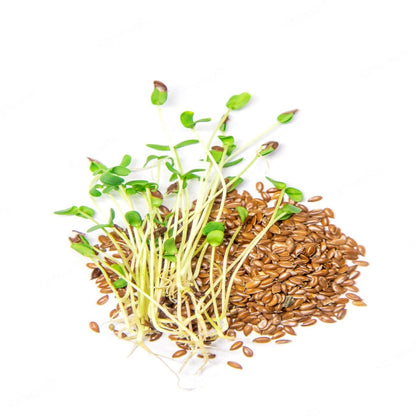 Flax Microgreen Seeds