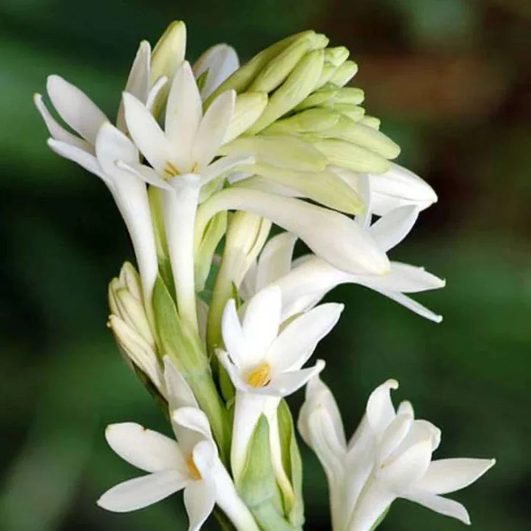 Tuberose Absolute (Cosmetic Grade)