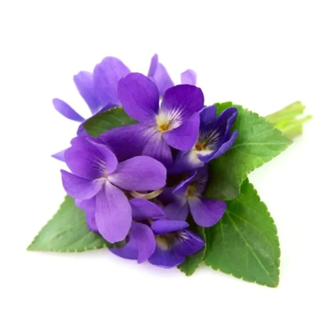 Violet Leaf Absolute (Cosmetic Grade)